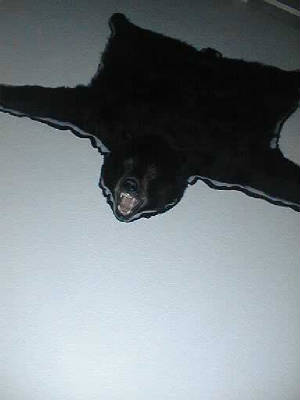 bear.jpg